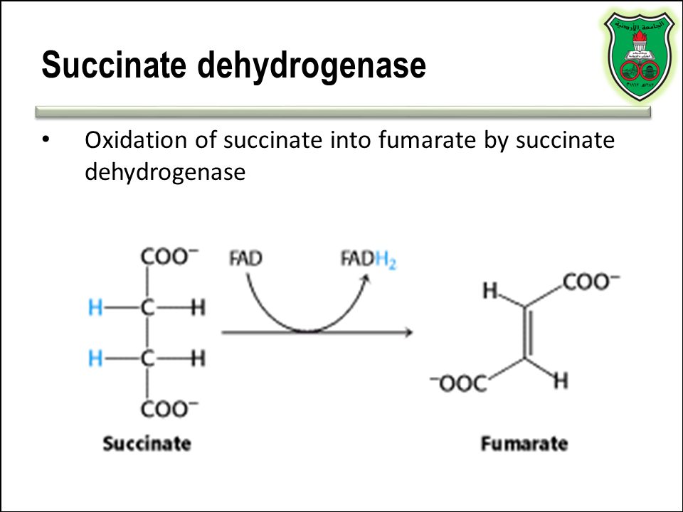 What is the role of 'Succinate Dehydrogenase' in Mitochondria?